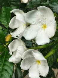 Bunga melati putih normal supports the following languages: Bunga Melati Putih Yang Melambangkan Kesucian Steemkr
