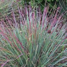 Image result for Schizachyrium jeffreysii
