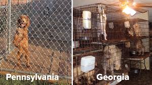 We're certified dog breeders helping our beautiful puppies for sale find another loving home. Investigation Into Puppy Mill Laws In Pennsylvania And Georgia 11alive Com