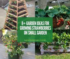 See more ideas about growing strawberries, strawberry plants, strawberry garden. 8 Brilliant Diy Ideas For Growing Strawberries On Small Garden
