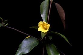 Image result for Gelsemiaceae