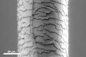 Long wavy human hair blend wigs 18 inches. Scientific Image Nanowire Resting On A Human Hair Nise Network
