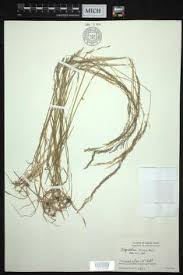 Image result for Agrostis kilimandscharica