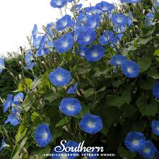 Image result for Ipomoea tricolor