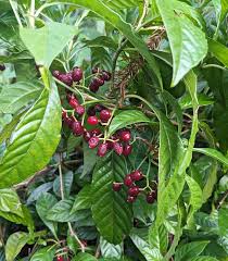 Image result for Psychotria palustris