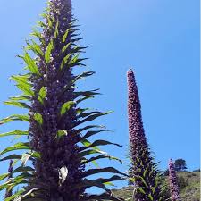 Image result for Echium