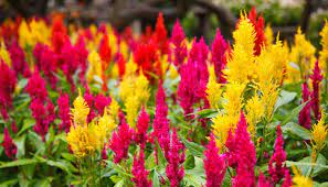 Lunar new year, also known as spring festival, sees the biggest global migration as revelers across the globe visit family and friends. 25 Lucky Plants And Flowers To Buy For Chinese New Year The Singapore Women S Weekly