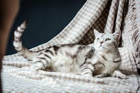 Aktuell können sich alle erwachsenen personen in ihrem kanton impfen lassen. Die Trachtige Katze Anzeichen Nachweis Dauer Zooplus
