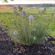 Image result for Cyanastrum johnstonii