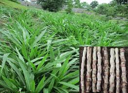 Jual bibit rumput gajah odot siap kirim2 ke penjuru nusantara. Jual Bibit Rumput Gajah Odot Untuk Pakan Ternak Siap Tanam Per Kg Sentratani Com