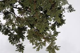 Image result for Ateleia herbert-smithii