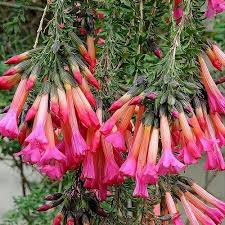 Image result for Cantua