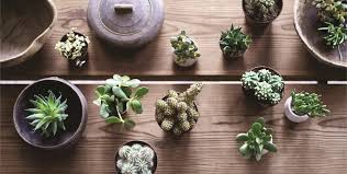 Look at the plant to get an indication as to its origin and its light preferences. Get Your Green On News Ray White Newcastle Lake Macquarie