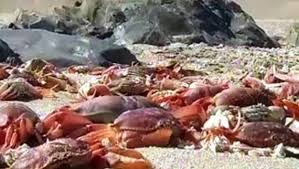 Le peuple des sentinelles, qui vit totalement coupé du monde au milieu de la mer d'andaman, se retrouve subitement sous les projecteurs. Hecatombe D Especes Marines Dans Un Chili Aux Eaux Plus Chaudes