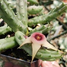 Image result for Huernia