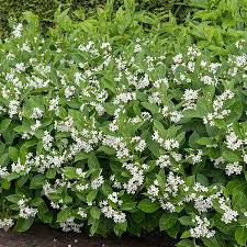 Image result for Cynanchum praecox