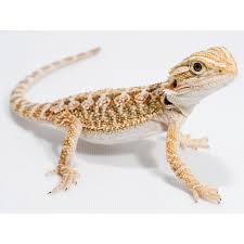 Baby Black Bearded Dragon For Sale Bearded Dragons Are Arguably The Most Popular Pet Reptile Especially For New Reptile Owners See O Baby Bearded Dragon Bearded Dragon Care Bearded Dragon Cute