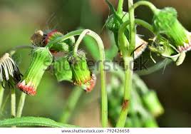 Image result for Crassocephalum crepidioides