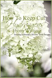 Then, locate a large, mature bloom and follow the stem down to where it meets another stem. How To Keep Cut Hydrangeas From Wilting Stonegable