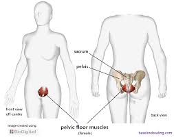 This is a table of skeletal muscles of the human anatomy. The Five Main Muscles For A Full Range Of Natural Movement Dynamic Alignment Balance Lesswrong