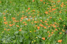 geum coccineum dwarf orange avens 红花路边青 kackar mountains national park ne turkey 3 june 2019 national parks flora herbs