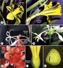 We did not find results for: Amaryllidaceae An Overview Sciencedirect Topics