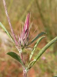 Image result for Dicoma