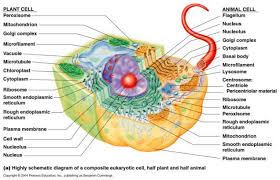 The Most Important Moment In The Evolution Of Life Cells Project Animal Cell Eukaryotic Cell
