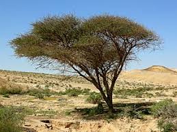 Image result for Acacia kamerunensis