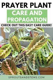Pin On Easy Houseplant Tips For Beginners
