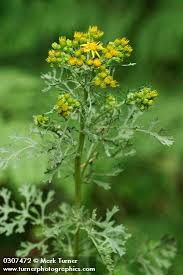 Image result for Senecio ruwenzoriensis