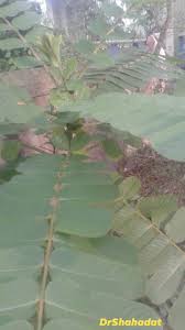 Image result for Tephrosia tanganicensis