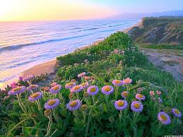For a short hike, turn around and hoof it back to the trailhead. Half Moon Bay Rocks Sunset Bay Wildflowers Hd Wallpaper Peakpx