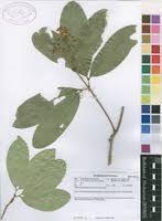 Image result for Lepisanthes senegalensis