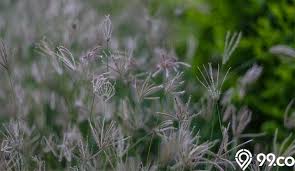 Maybe you would like to learn more about one of these? Rumput Belulang Dan Sejumlah Manfaatnya Buat Kesehatan Kecantikan