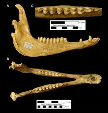 Artificial, tooth, fast, fizzy, lamb, main, dry, stomach, grated, blood. Hemiauchenia Macrocephala Florida Vertebrate Fossils