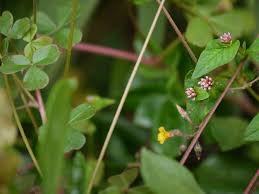 Image result for Persicaria nepalensis