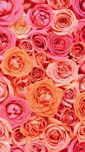 Wallpaper Iphone Rose Wallpaper Flower Wallpaper Pink Rose Wallpaper Hd