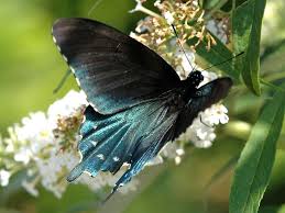 On this page we'll help you identify butterflies you may see in your garden or in the field by their shape, wingspan, upperside (opened) and underside (closed) wing color, common name and family name. Pipevine Swallowtail Wisconsinbutterflies Org