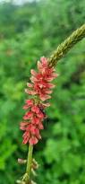 Image result for Indigofera astragalina-hirsuta