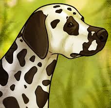How to draw a dog step by step? How To Draw A Dalmatian Step By Step Drawing Guide By Dawn Dragoart Com