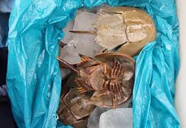 Bermula dari siang belangkas sehinggalah makan belangkas. Ratusan Hewan Berdarah Biru Diamankan Satpolair Polres Tanjungbalai