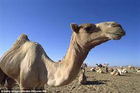 Dromedary camels, which have one hump, and bactrian camels, which have two a camel feeds her calf. Camel Bites Off Its Owner S Head After He Left It Tied Up In The Heat All Day Daily Mail Online