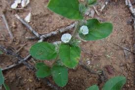 Image result for Seddera suffruticosa