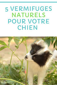 5 Idees De Vermifuges Naturels Pour Votre Chien Chien Activites Pour Chien Jeu Chien