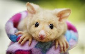 Golden Brushtail Possum Is The New Cuteness Cute Animals Baby Animals Cute Baby Animals