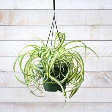 Image result for Chlorophytum galpinii