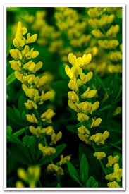 Image result for Indigofera podocarpa