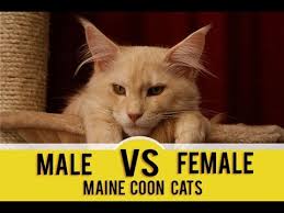Male Vs Female Maine Coons Picking The Gender Maine