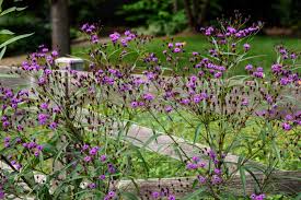 Image result for Vernonia hirsuta